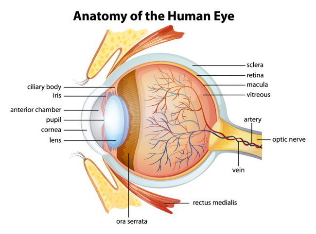 Exeter-Eye-Anatomy-of-the-human-eye-diagram